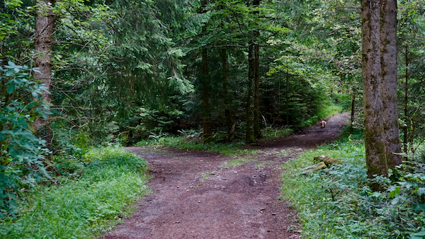 Photograph of a two-way road in the woods