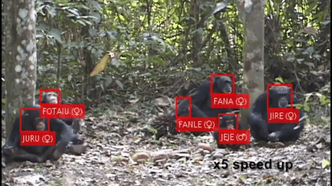Face recognition app identifying individual chimpanzees in footage shot in the wilds of Guinea