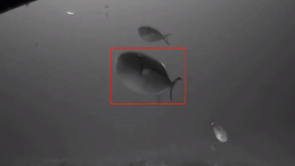 Underwater camera detecting fish