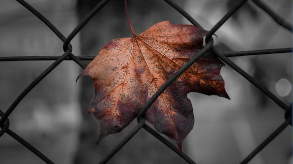 Leaf stuck on a chain link fence