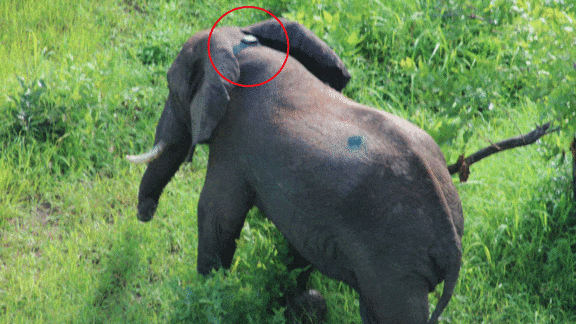 Series of images describing how an AI-powered collar for elephants operates 