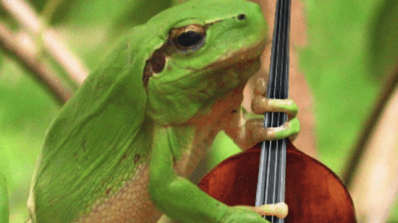 Detection of a digitally altered image of a frog holding a violin
