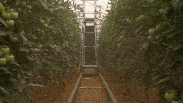 Video showing how robots from Israeli startup Arugga Farming work 