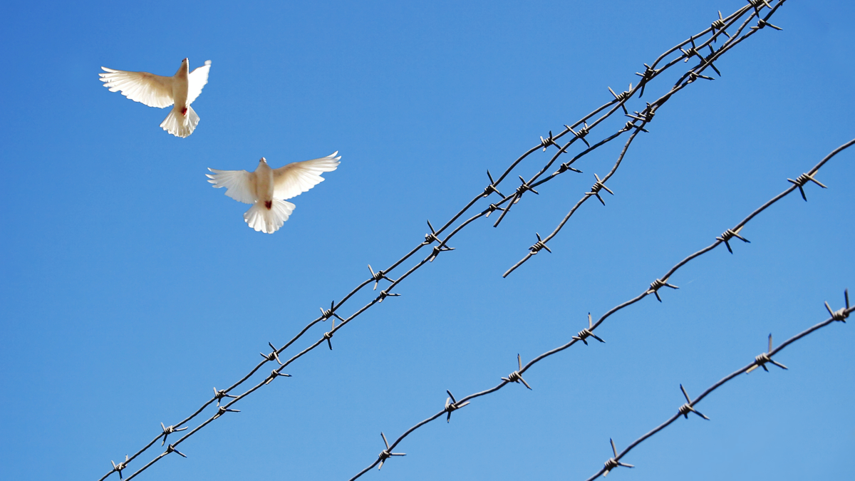 Doves flying over barbed wire 