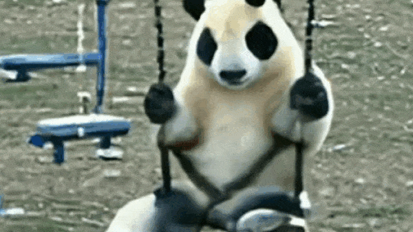 Panda on a swing