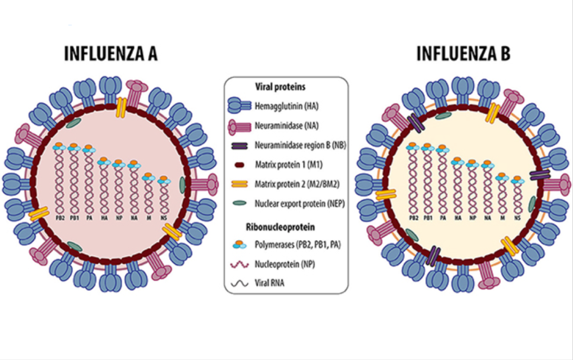 Illustrations of the influenza virus and its viral proteins