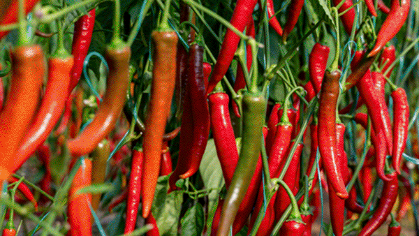 High Yields for Small Farms: AI elevates chili farming in India with smarter yields.