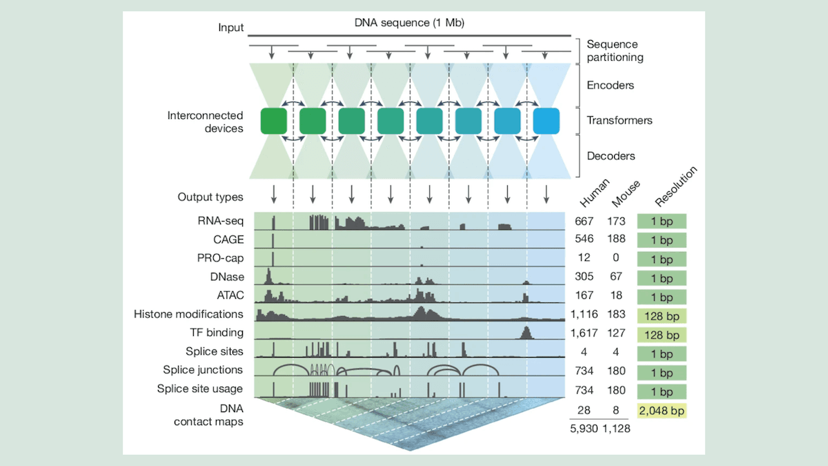 Google’s AlphaGenome Interprets DNA That Regulates Genetic Expression
